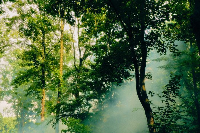 Lentekabinet Festival Het Twiske park