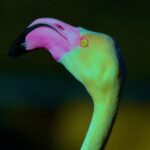 Sangria Monster – Green Flamingo